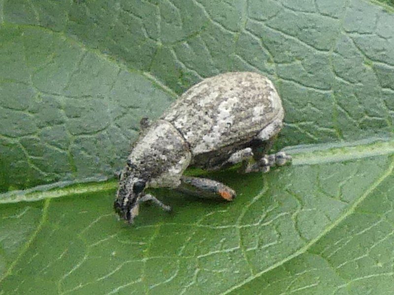 File:Epicaerus imbricatus.jpg