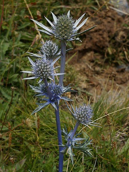 File:Eryngium bourgatii (plant).jpg