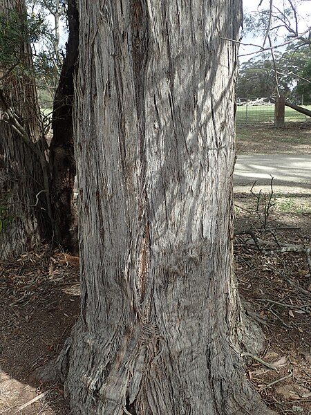 File:Eucalyptus cameronii bark.jpg