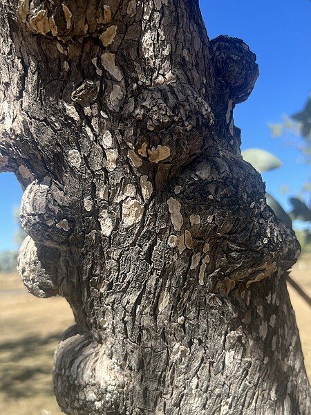 File:Eucalyptus pruinosa bark.jpg