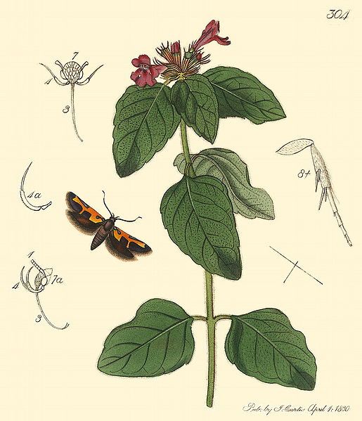 File:Euclemensia woodiella.jpg