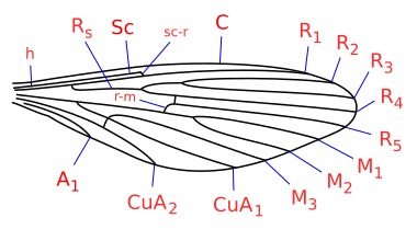 File:Eutonnoiria wing veins.svg