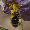 Solanum exomalopsis (Exomalopsis solani), bee of the tribe Exomalopsini, on Solanum elaeagnifolium flower, thanks to John Ascher for ID at BugGuide