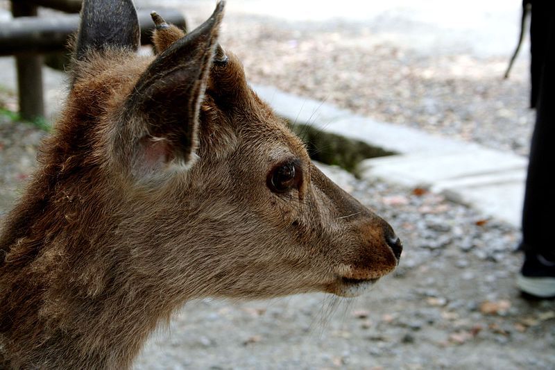 File:Feeding the deer.jpg