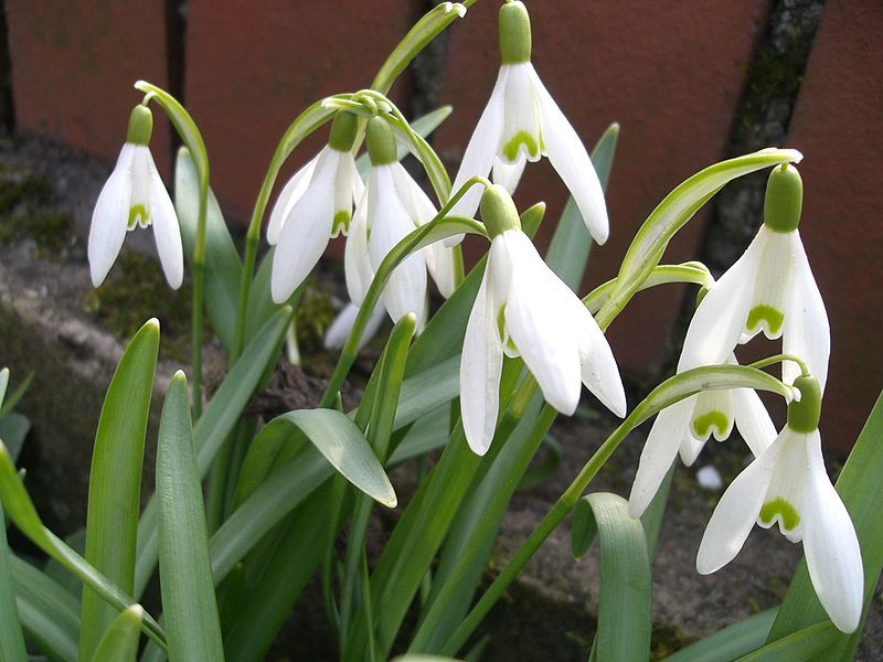 File:Galanthus nivalis 2202.JPG