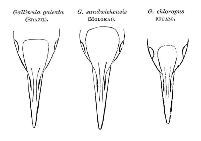 File:Gallinula's bills 1897.jpg