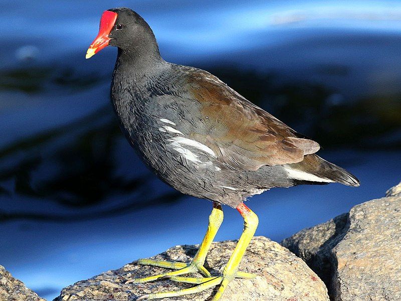 File:Gallinula galeata-standing.jpg