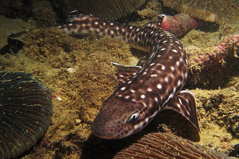 File:Gaya Catshark.jpg