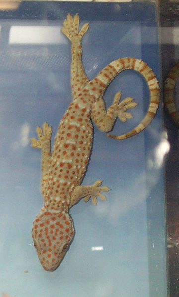 File:Gekkoninae Gekko gecko.png