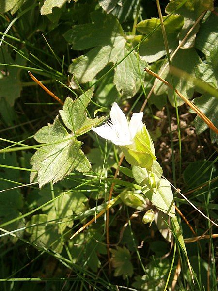 File:Gentianella campestris 02.JPG