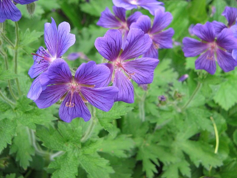 File:Geranium magnificum03.jpg