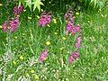 Gladiolus × byzantinus