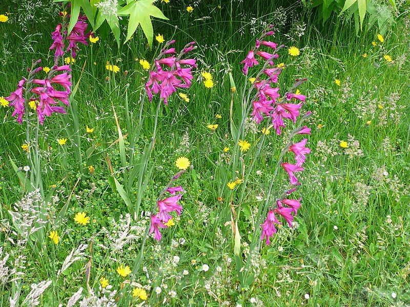 File:Gladiolus byzantinus01.jpg