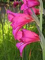 Gladiolus × byzantinus close-up