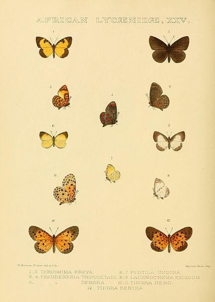 File:GroseSmithKirby1901RhopExotPlateL25.jpg