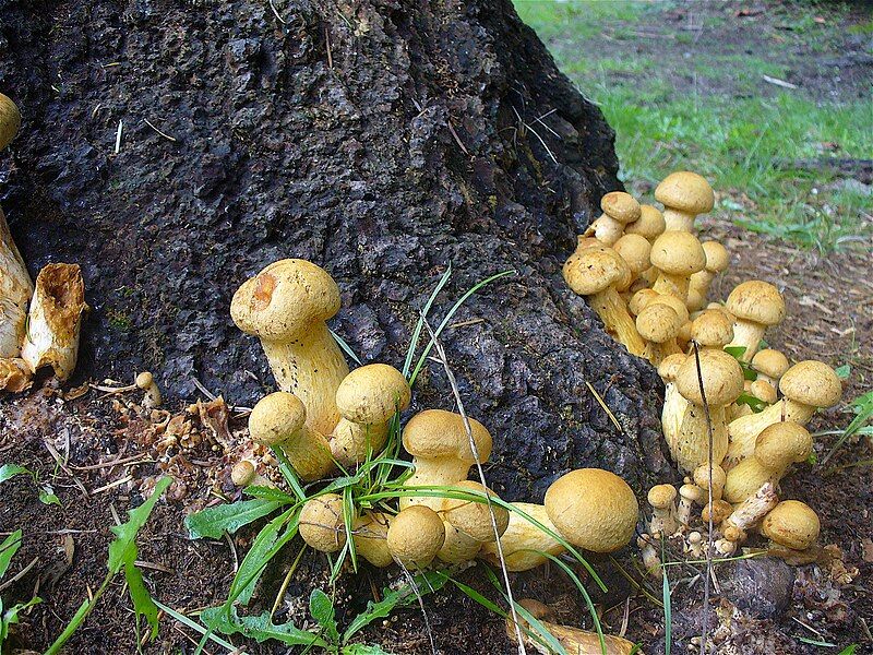 File:Gymnopilus ventricosus 130299.jpg