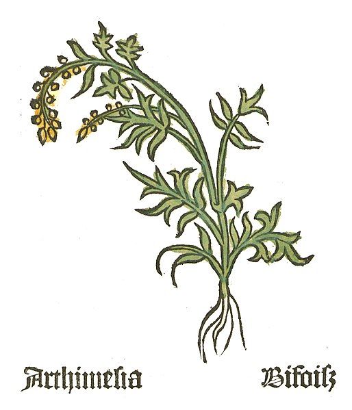 File:Herbarius Artemisia1.jpg