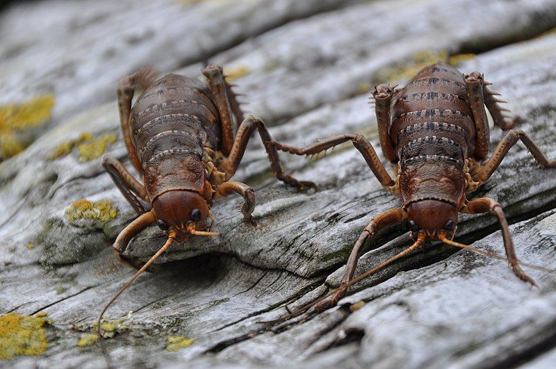 File:Herekopare Wētā 2.jpg