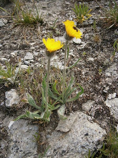 File:Hieracium alpinum 003.JPG