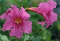 Incarvillea delavayi