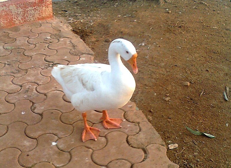 File:Indian Duck.jpg