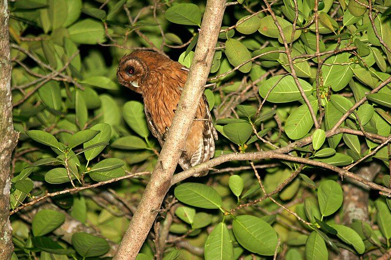 File:Jamaican Owl 2506951138.jpg