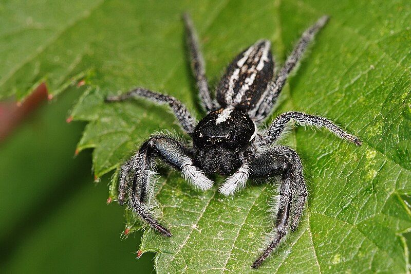 File:Jumping spider nov07.jpg