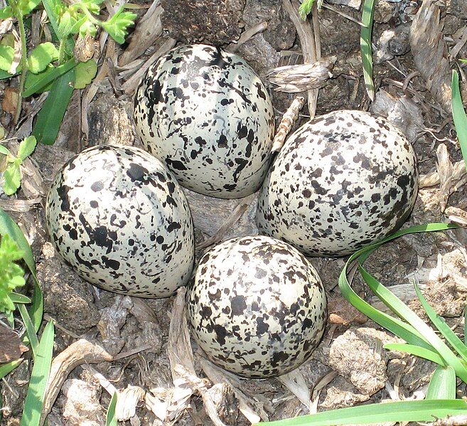 File:Killdeer eggs.jpg