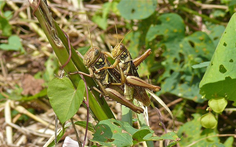 File:Kraussaria angulifera mating.jpg