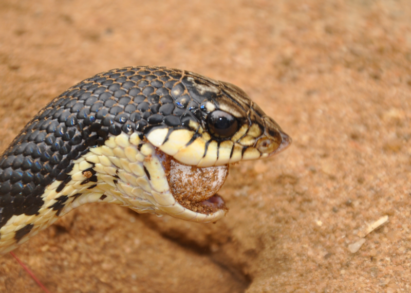 File:Leioheterodon madagascariensis 61721655.png