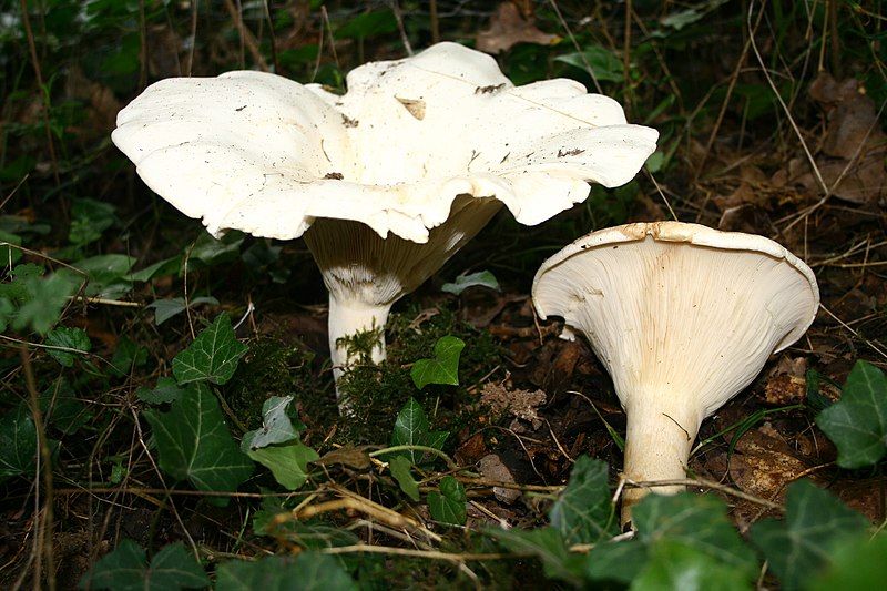 File:Leucopaxillus giganteus 20070817wa.JPG