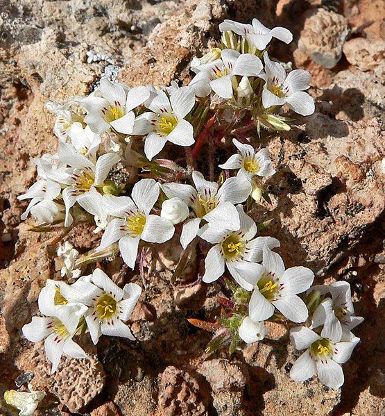 File:Linanthus demissus 3.jpg