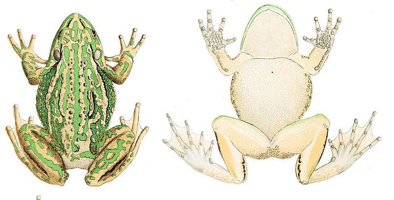 File:Litoria aurea.jpg