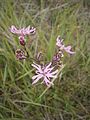 Lychnis flos-cuculi