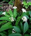 Allium ursinum in the forest