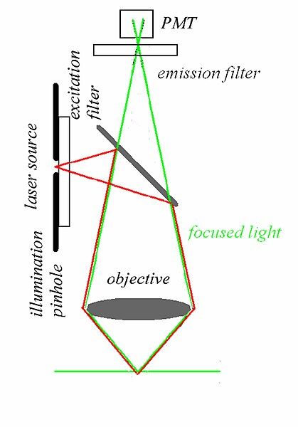 File:MultiPhotonExcitation-Fig4-doi10.1186slash1475-925X-5-36.JPEG