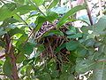 Black-headed Munia nest in article Black-headed Munia