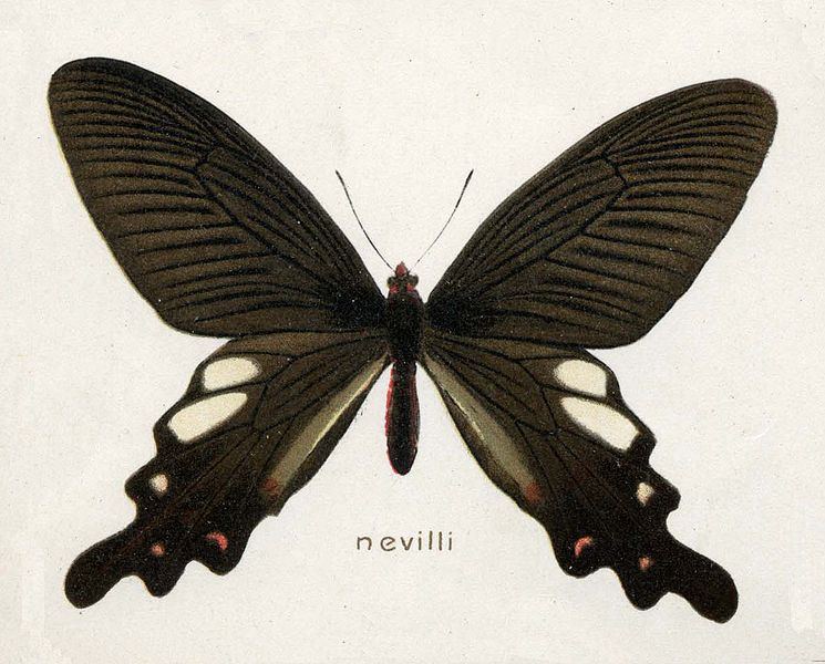 File:Nevill.jpg