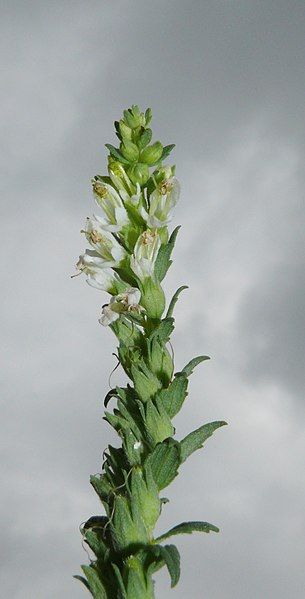 File:Odontites vulgaris 080907a.jpg