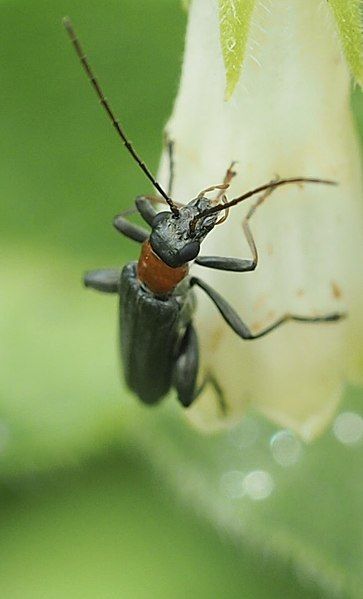 File:Oedemera croceicollis 135731781.jpg