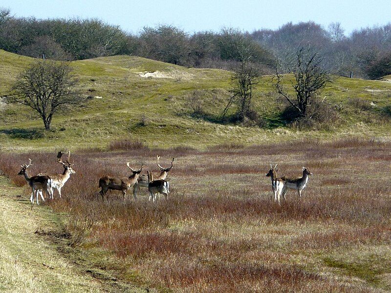 File:Oranjezon (Walcheren) (12).jpg