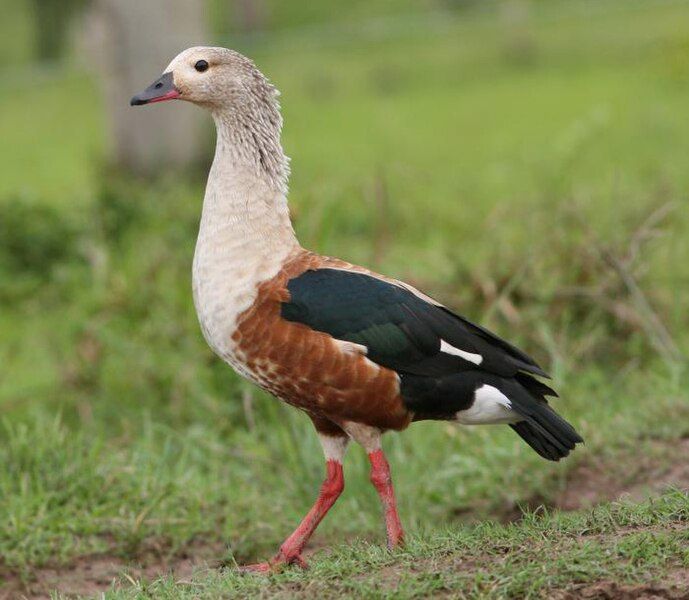 File:Orinoco Goose.jpg