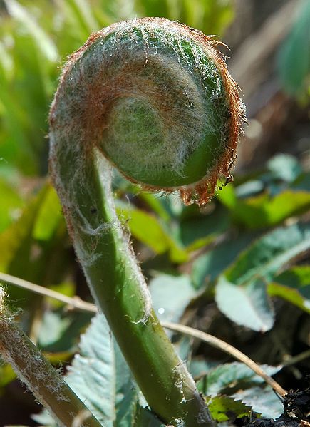 File:Osmunda japonica 002.jpg