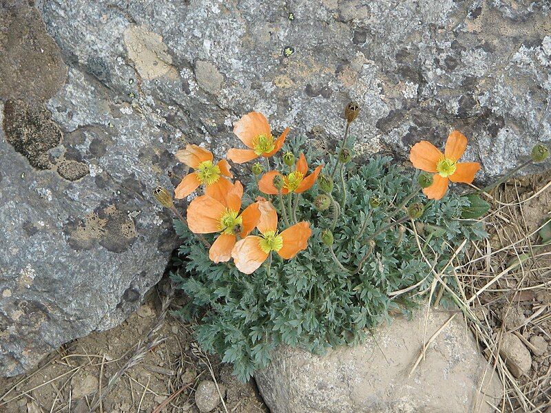 File:Papaver lapeyrousianum001.jpg