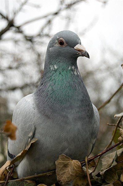 File:Pigeon.jpg