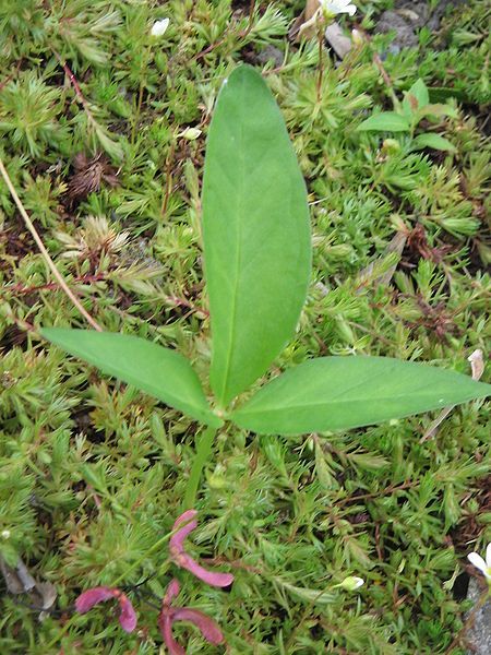 File:Pinellia ternata03.jpg