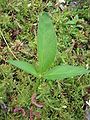 Pinellia ternata close-up leaf