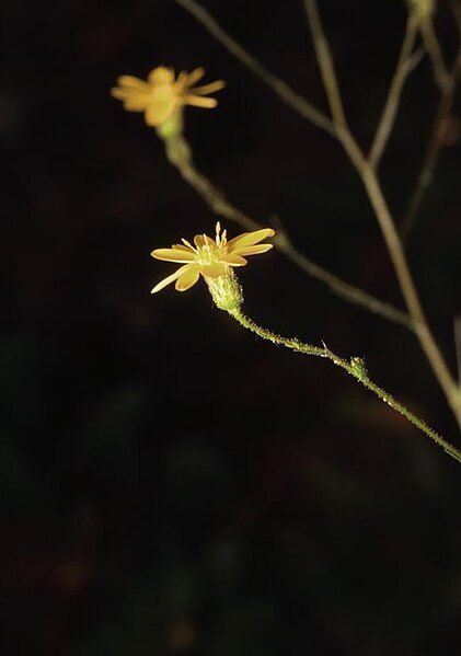 File:Pityopsis graminifolia.jpg