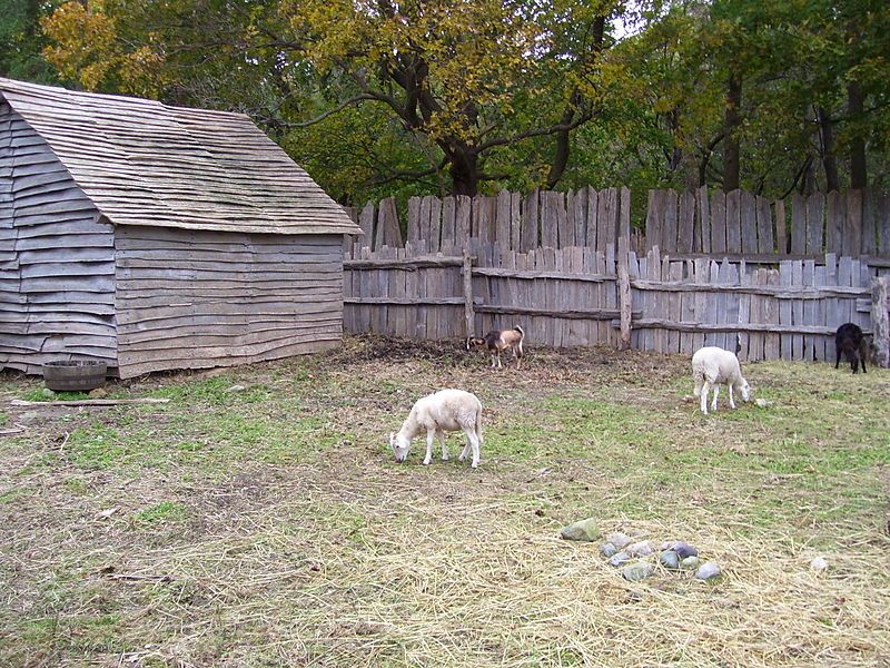 File:Plimoth Plantation goats.jpg