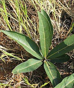 Leaves